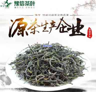 豫信茶叶的茶叶基地-豫信茶叶的茶叶基地是哪里