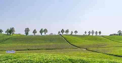 豫信茶叶的茶叶基地-豫信茶叶的茶叶基地是哪里