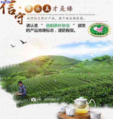 豫信茶叶的茶叶基地-豫信茶叶的茶叶基地是哪里