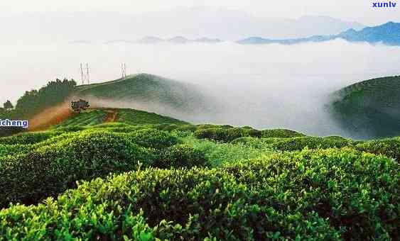 云台山茶叶生产基地有哪些，揭秘云台山茶叶生产基地，了解优质茶叶的源头