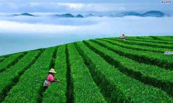 云台山茶叶生产基地有哪些，揭秘云台山茶叶生产基地，了解优质茶叶的源头