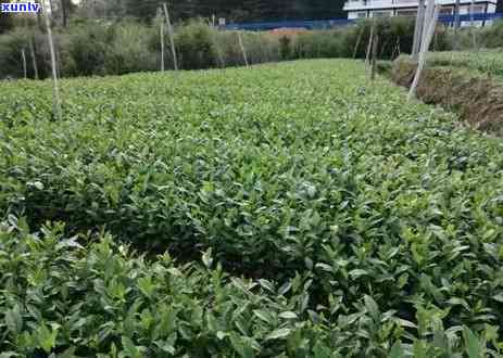 探索普洱茶的世界：一件普洱茶包含多少饼？