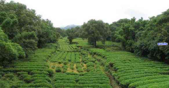 更大的茶叶生产基地-更大的茶叶生产基地在哪里