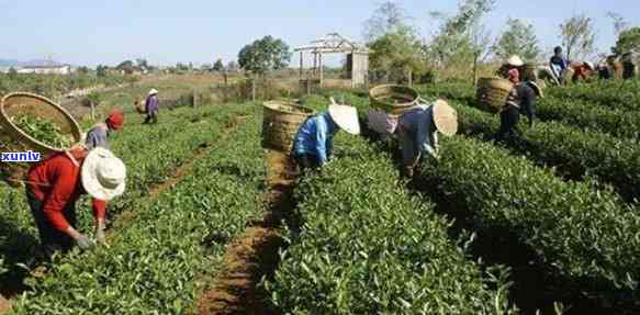 更大的茶叶生产基地-更大的茶叶生产基地在哪里