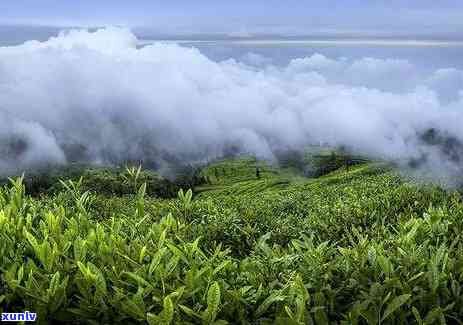 竹叶青茶叶的产地在哪里？探究其原产地及特产归属