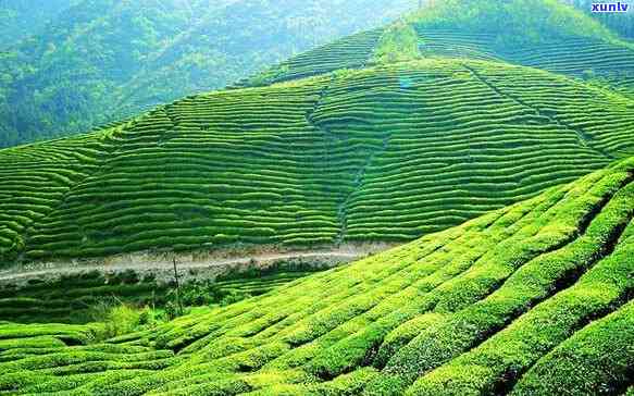 西茶叶，探索西：探寻中国最美的茶叶产地