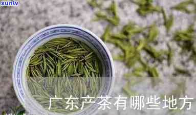 广东哪里产茶叶，广东的茶叶产地在哪里？