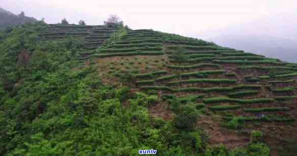 福清大山坡茶叶基地在哪里，福清大山坡茶叶基地的地理位置解析