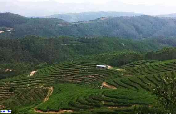 福清大山坡茶叶基地在哪里，福清大山坡茶叶基地的地理位置解析