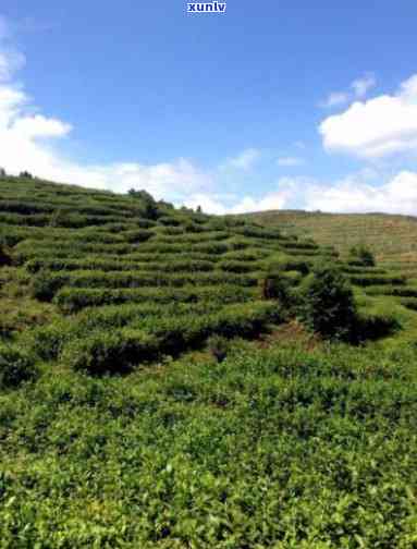 福清大山坡茶园：福建福州的绿色明珠，位于大山村，是优质的茶叶生产基地。查看美图了解更多信息。