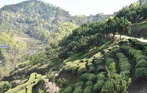 福清大山坡茶叶基地-福清大山坡茶叶基地地址