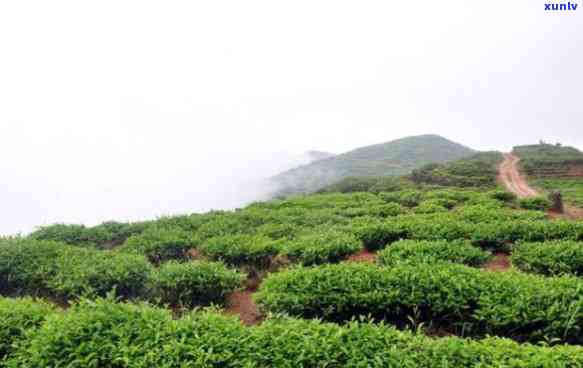 福清大山坡茶叶基地-福清大山坡茶叶基地地址