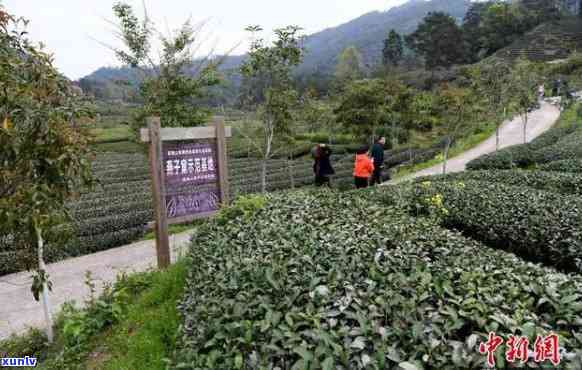 燕子窠茶厂，探秘燕子窠茶厂：品味中国传统茶叶的魅力