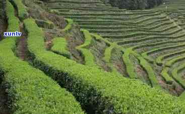 江西产茶叶的地方，探寻江西的茶文化：揭秘产茶叶的地方