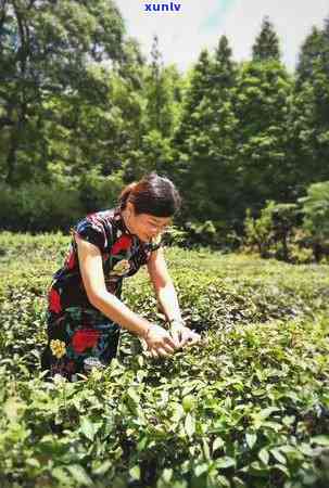 江西产茶叶的地方，探寻江西的茶文化：揭秘产茶叶的地方