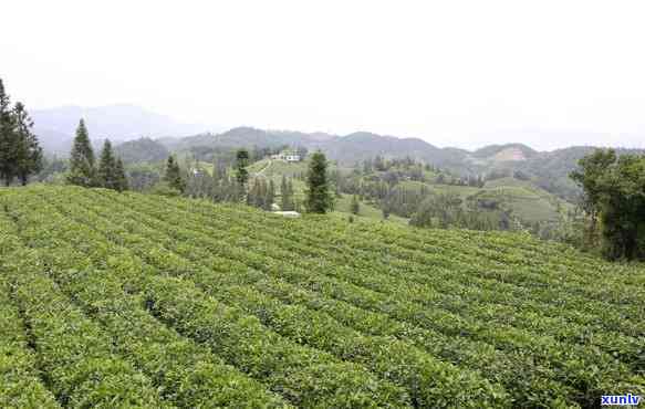 贵州更大的茶叶基地-贵州更大的茶叶基地在哪里