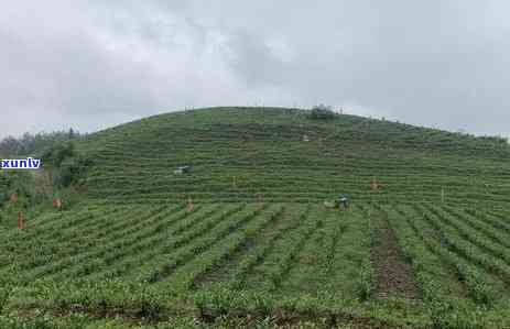 贵州更大的茶叶基地-贵州更大的茶叶基地在哪里