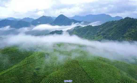 哪里是茶叶的发源地之一，探寻茶叶的起源：揭秘其中一个发源地