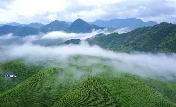 哪里是茶叶的发源地-哪里是茶叶的发源地呢