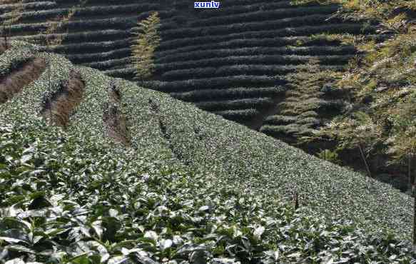 哪里是茶叶的发源地-哪里是茶叶的发源地呢