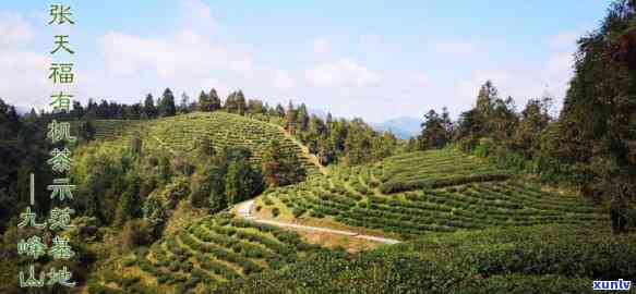 东和茶叶网洞天福地-洞天福地茶叶价格