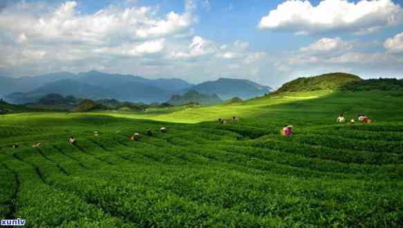 贵州梵净山茶叶基地地址，探寻贵州梵净山茶叶基地的神秘之处