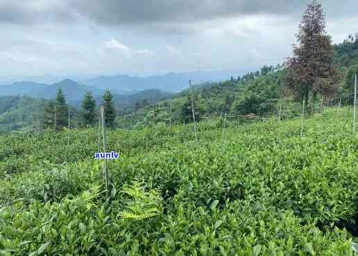 贵州梵净山茶叶基地地址，探寻贵州梵净山茶叶基地的神秘之处