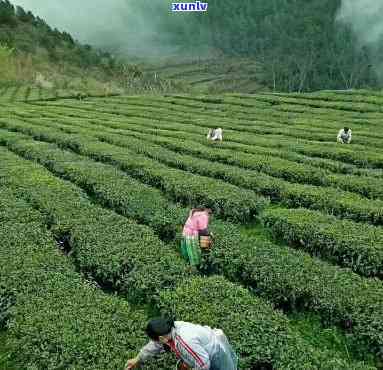 贵州梵净山茶叶专卖，品味大自然的馈赠，尝梵净山茶叶，尽在贵州专卖店！