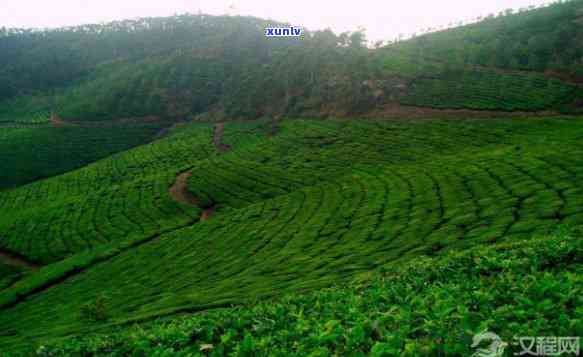 世界茶叶三大发源地在哪里，揭秘世界茶叶的三大发源地