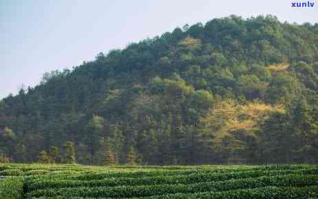 茶叶种类产地，探索世界茶文化：了解不同茶叶的产地与种类