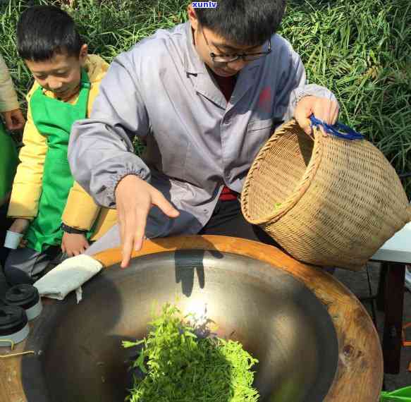 全国茶叶，探索中国茶文化：全国茶叶的崛起与影响力