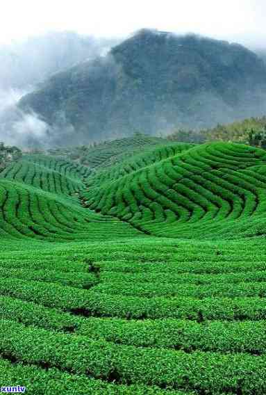 更大的茶叶产地在哪里？揭秘茶叶生产的最多区域和县份