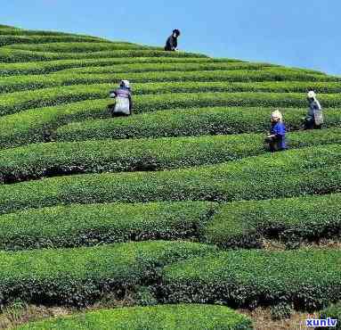 更大的茶叶产地在哪里，揭秘更大的茶叶产地