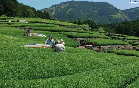 更大的茶叶产地在哪里，揭秘更大的茶叶产地