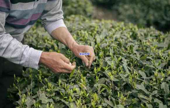 茶叶没标注原料产地违法吗，茶叶未标注原料产地是否违法？探讨相关法规与消费者权益