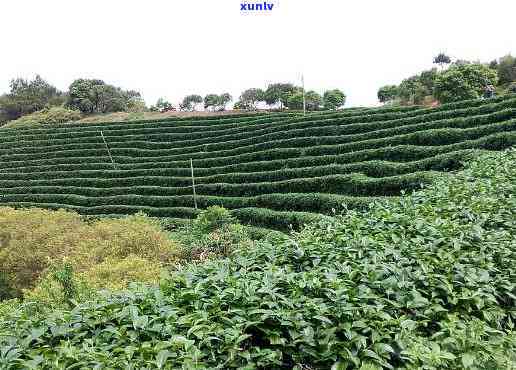 余茗茶叶是什么厂的-余茗茶叶是什么厂的