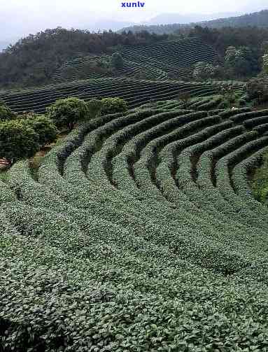 余茗茶叶是什么厂的-余茗茶叶是什么厂的