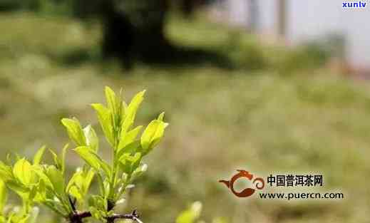 茶叶是在哪里发现的-茶叶是在哪里发现的