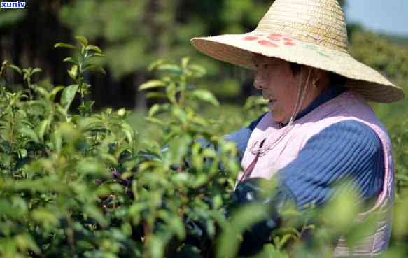 快手上卖茶叶最火的-快手上卖茶叶最火的是谁