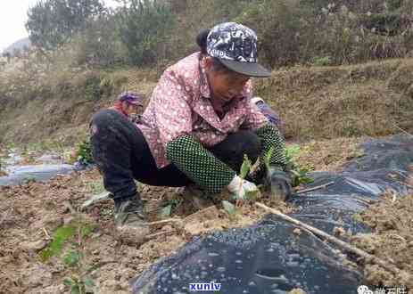 茶叶怎么种植成活率高，如何提高茶叶的种植成活率？