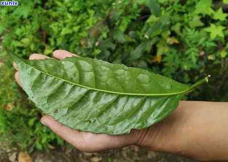 茶叶怎么种植成活率高，如何提高茶叶的种植成活率？