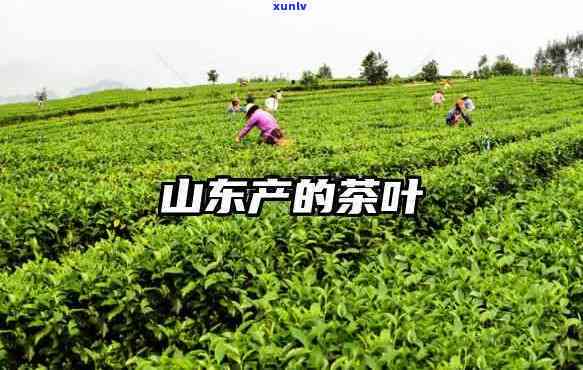 临沂茶叶批发，临沂茶叶场：品味纯正好茶，畅享品质生活！