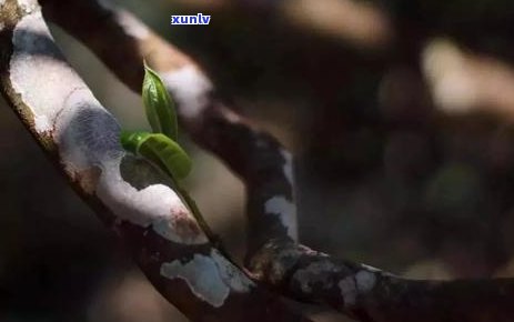 茶叶是什么时候成熟的，探秘茶叶成熟：了解茶叶的生长过程与采摘时机