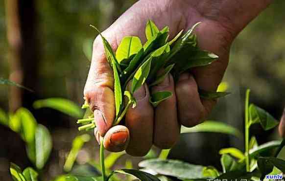 茶叶是什么时候成熟的，探秘茶叶成熟：了解茶叶的生长过程与采摘时机