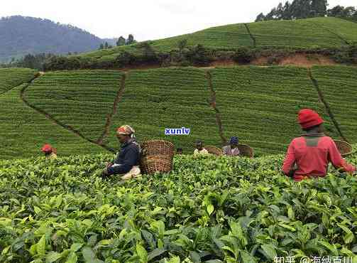 茶叶是从哪里引进的-茶叶是从哪里引进的呢