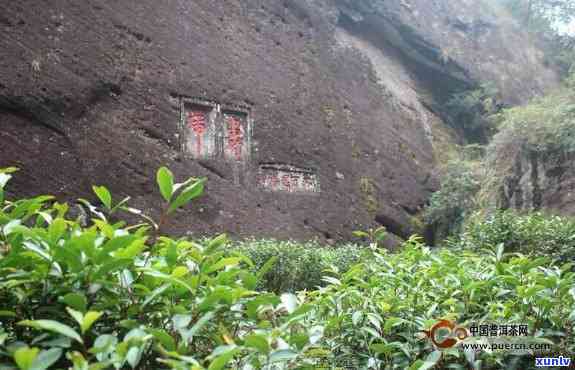 武夷山茶的原产地在哪？探究其生长环境与品质特点