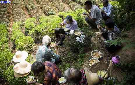 茶叶在哪个节开放、成熟？从种植到采摘的时间解析