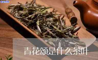 青花颂茶叶是哪产的茶，探寻青花颂茶叶的产地，一探究竟！