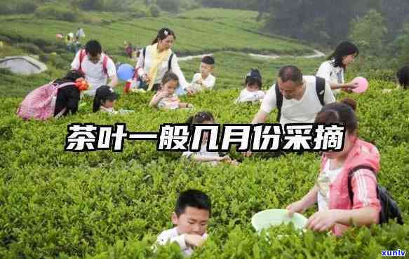 茶叶是几月份采摘的呢？了解采摘时间与节