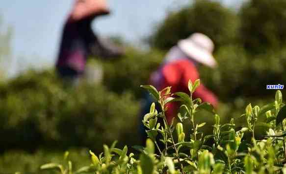 茶叶是几月份采摘的呢？了解采摘时间与节